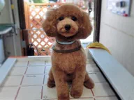 犬の美容室　ジュリアン